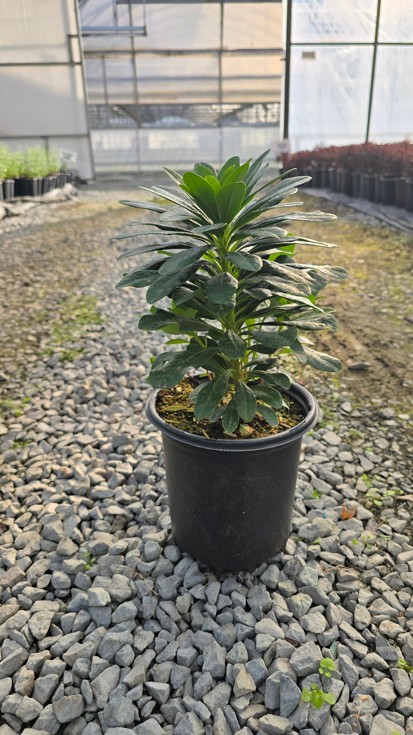 Euphorbia amygdaloides var. robbiae