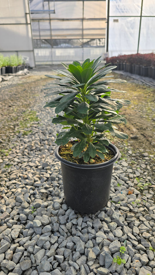 Euphorbia amygdaloides var. robbiae