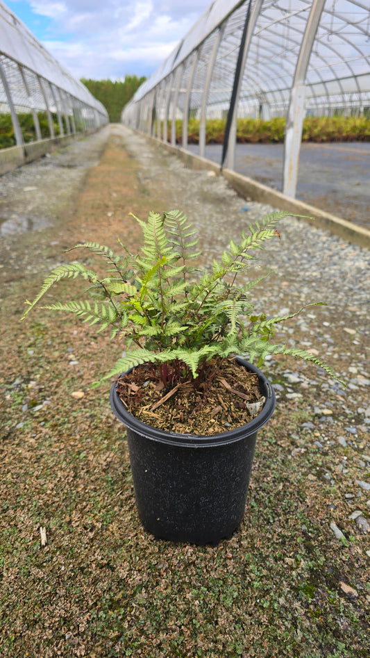Fern - Athyrium niponicum 'Apple Court'