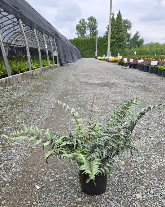 Fern - Athyrium nipponicum 'Burgundy Lace'