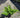 Crested Male Fern