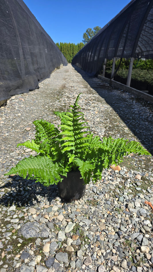 Fern - Dryopteris filix-mas 'Crispa Cristata' (Crested Male Fern)