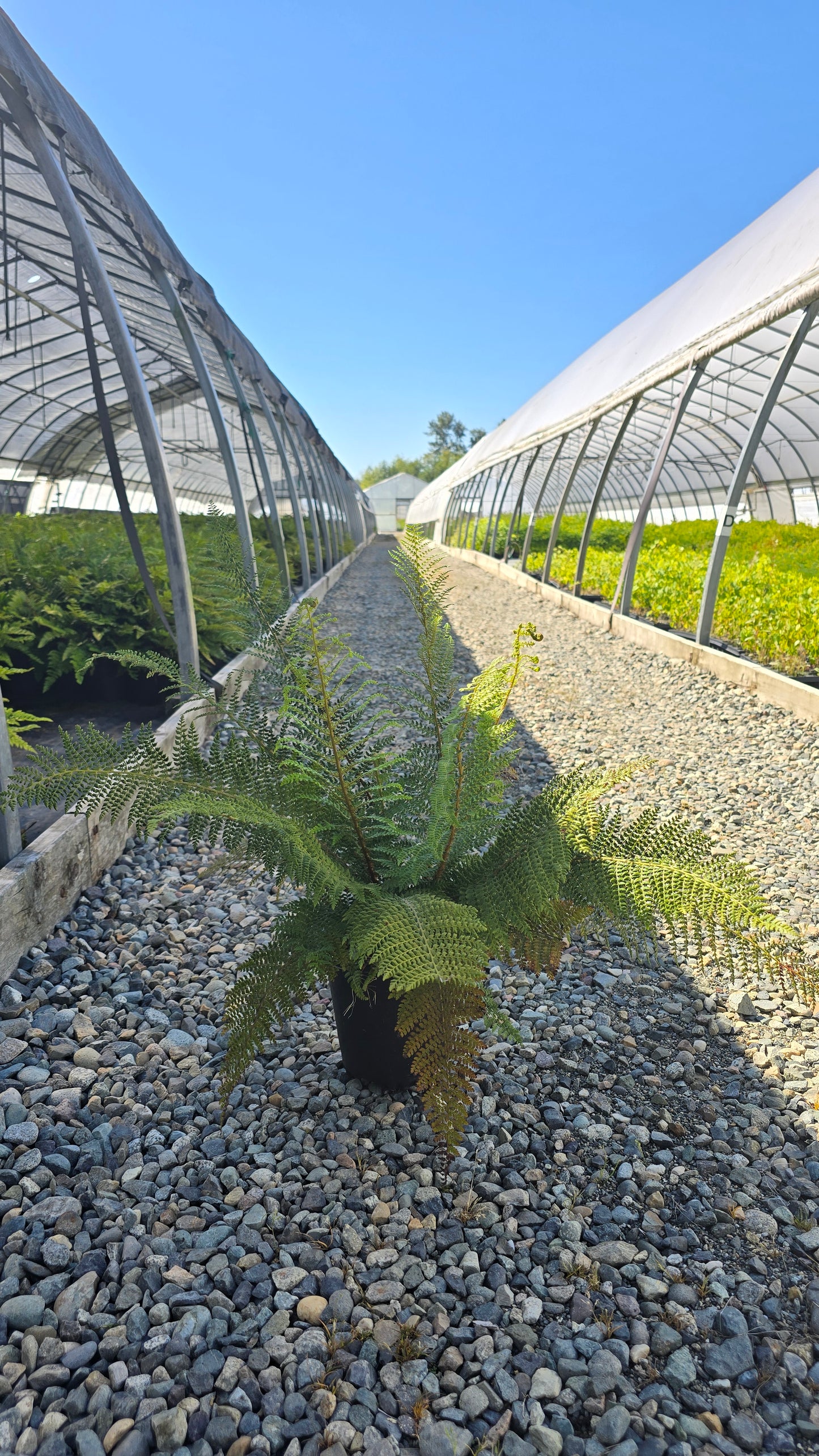 Fern - Polystichum setiferum 'Herrenhausen' - Soft Shield Fern