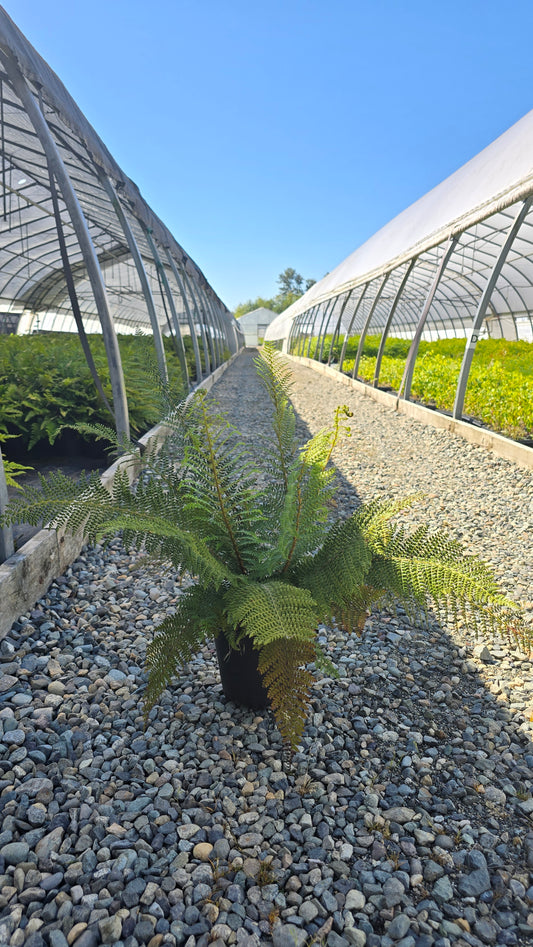 Fern - Polystichum setiferum 'Herrenhausen' - Soft Shield Fern