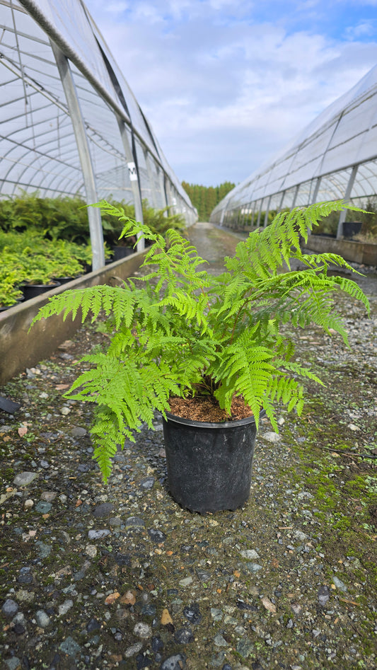 Fern - Athyrium filix-femina 'Lady in Red' (Lady)