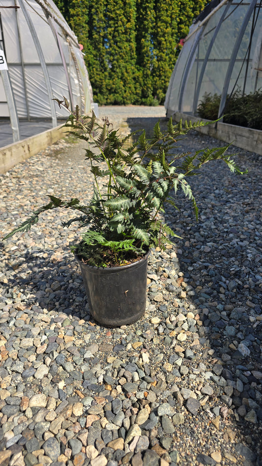 Fern - Athyrium nipponicum 'Metallicum'