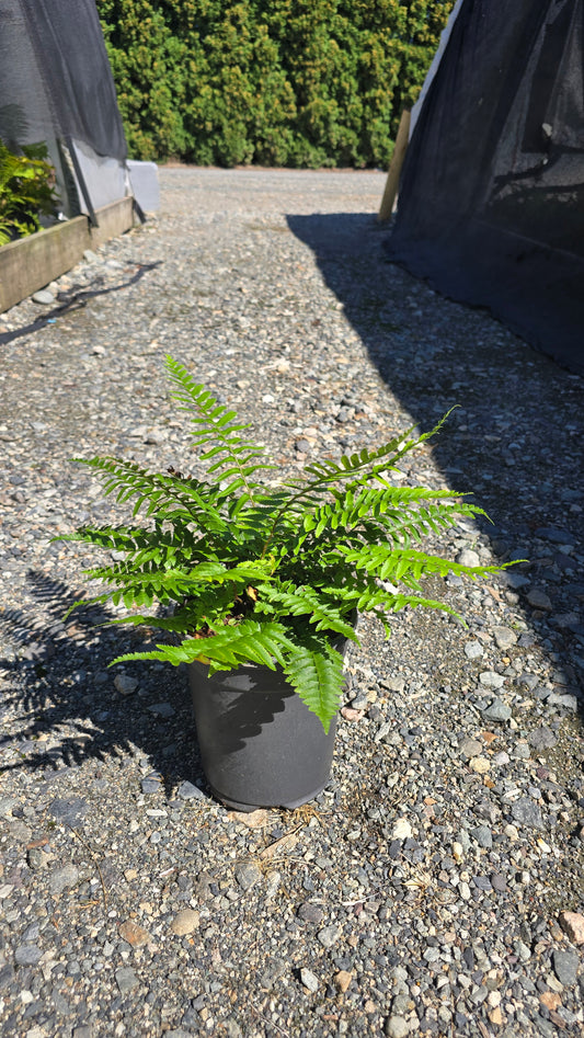 Fern - Polystichum munitum (Western Sword Fern)