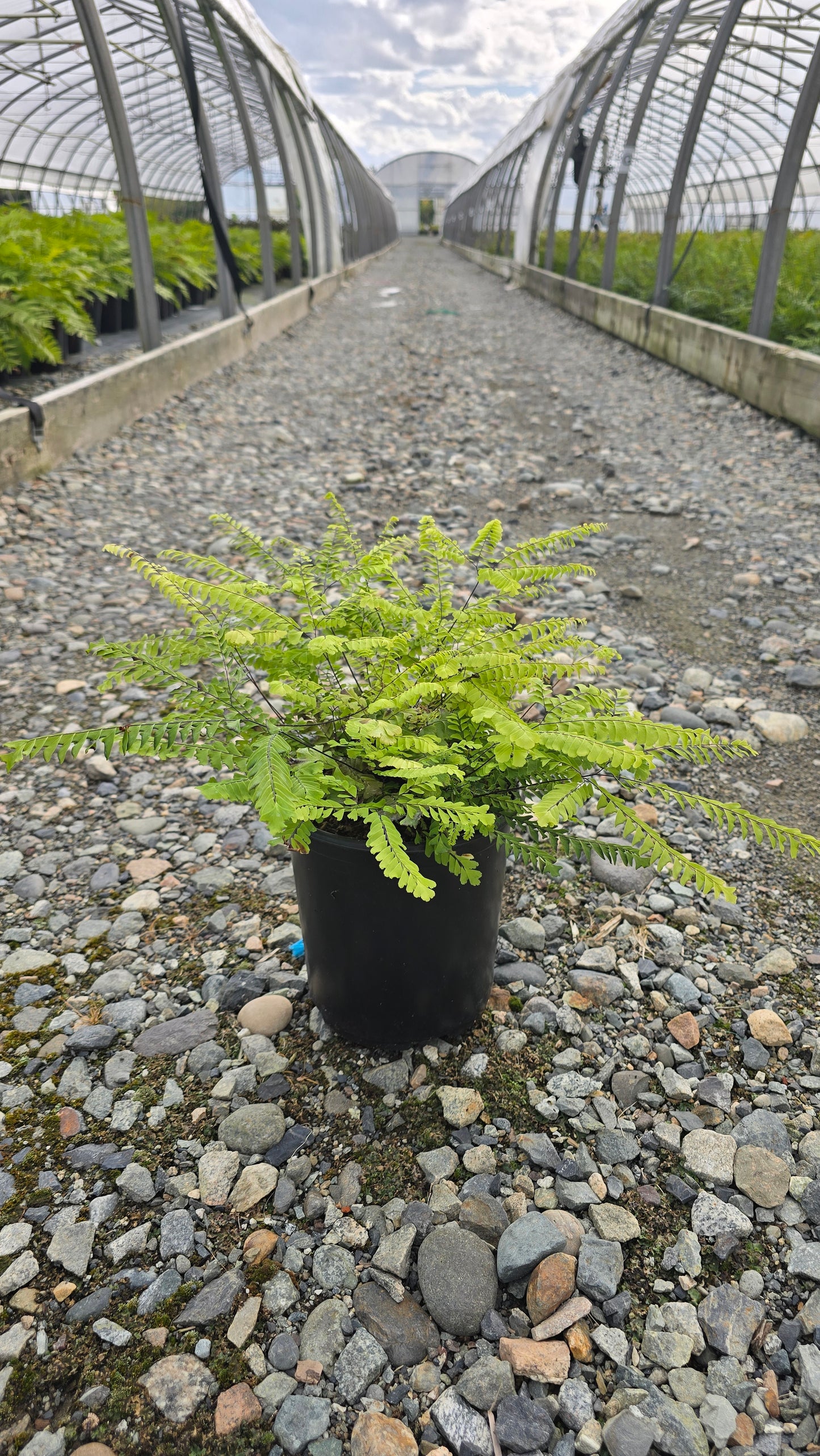 Fern - Adiantum pedatum (Northern Maidenhair Fern)