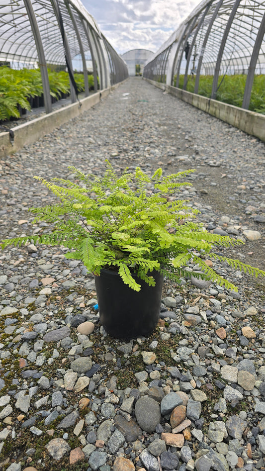 Fern - Adiantum pedatum (Northern Maidenhair Fern)