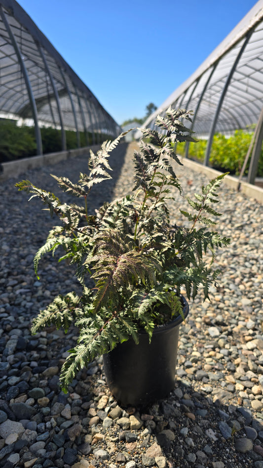 Fern - Athyrium nipponicum 'Pewter Lace' - Pewter Lace Japanese Painted Fern
