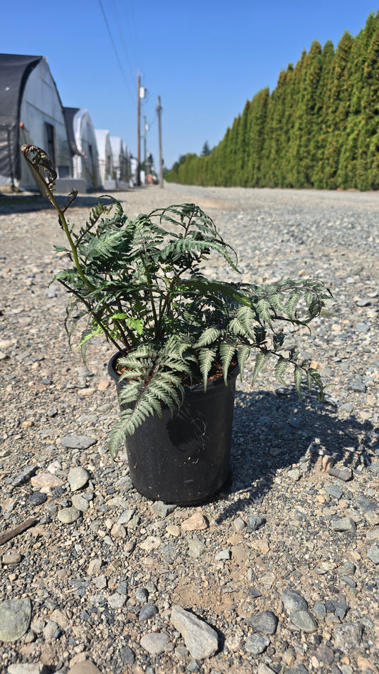 Fern - Athyrium nipponicum 'Pictum' (Japanese Painted Fern)