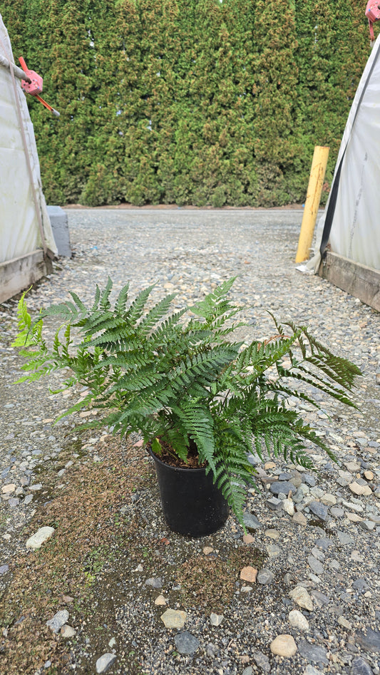 Fern - Dryopteris erythrosora 'Prolifica' (Japanese Shield)