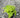 Sensitive Fern