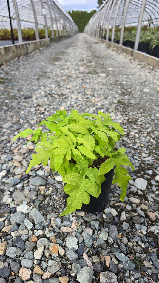 Fern - Onoclea sensibilis