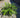Fern - Blechnum spicant (Deer Fern)
