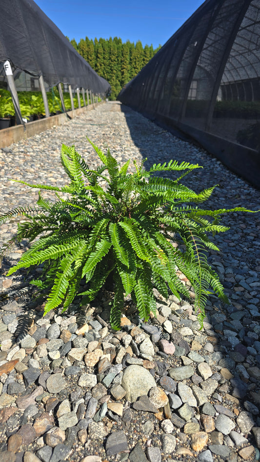 Fern - Blechnum spicant (Deer Fern)