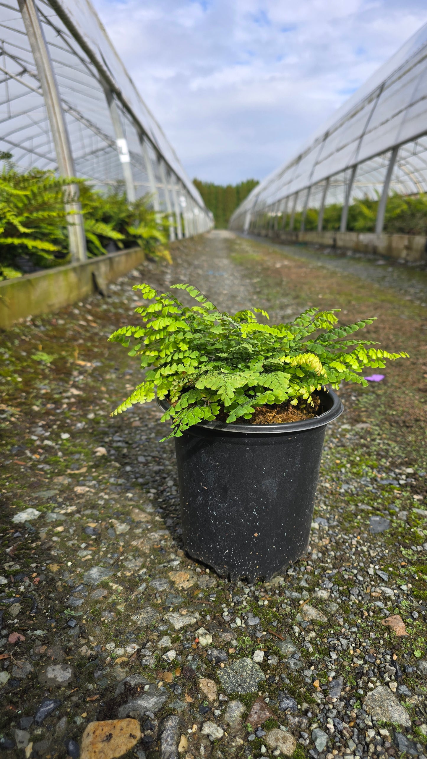Fern - Adiantum venustum (Himalayan Maidenhair)