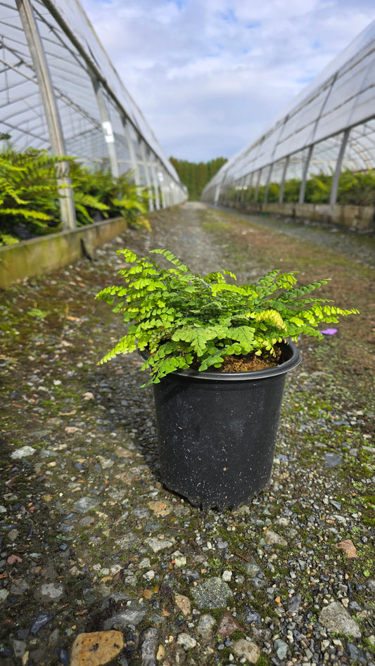 Fern - Adiantum venustum (Himalayan Maidenhair)