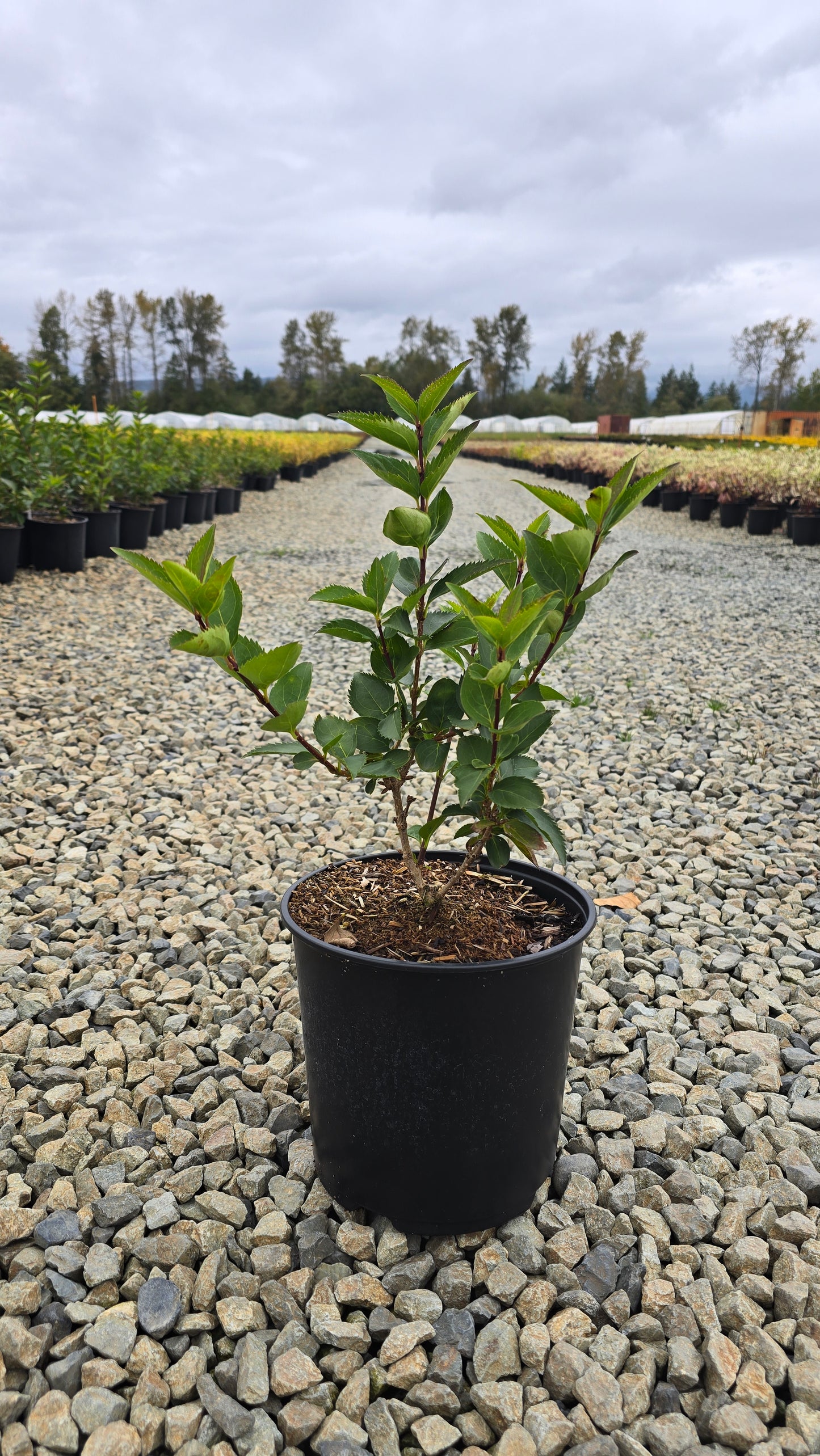 Forsythia intermedia Magical®Gold ('Kolgold')