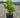 Mini Gold Forsythia