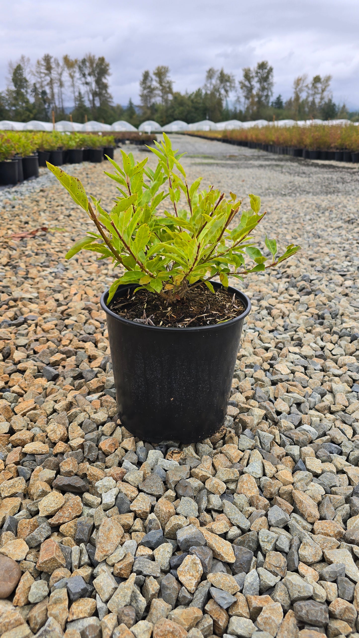 Forsythia intermedia Mini Gold ('Flojor')