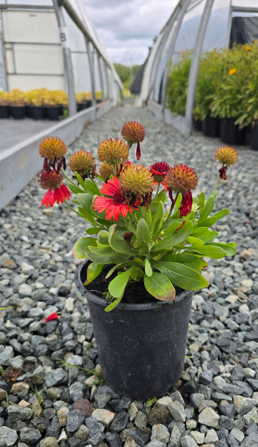 Gaillardia aristata SpinTop 'Red'