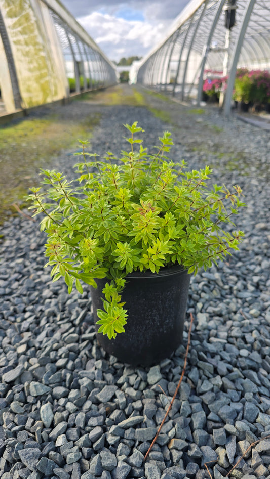 Galium odoratum
