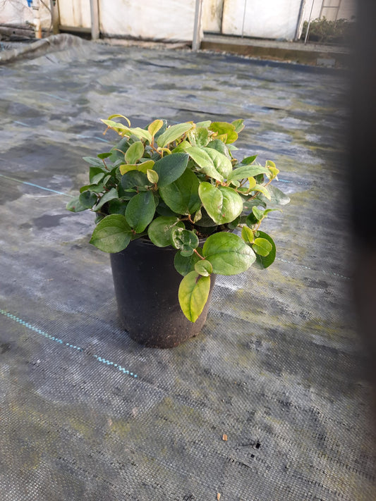 Gaultheria shallon (Salal)