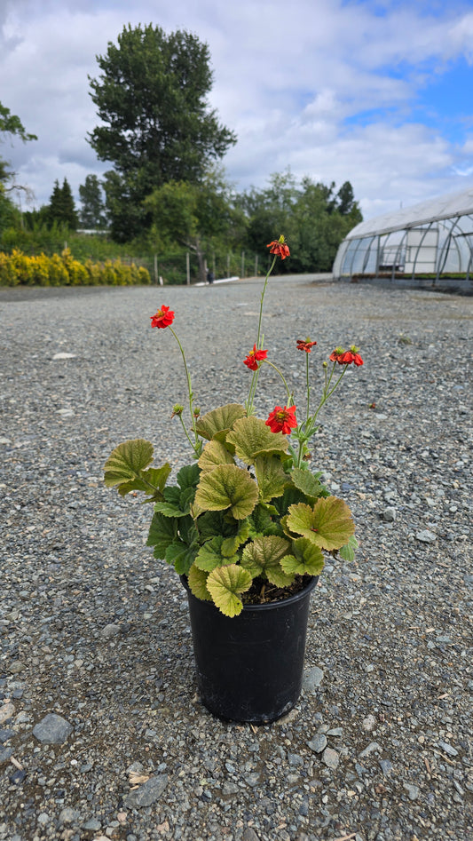 Geum coccineum 'Pumpkin Orange'