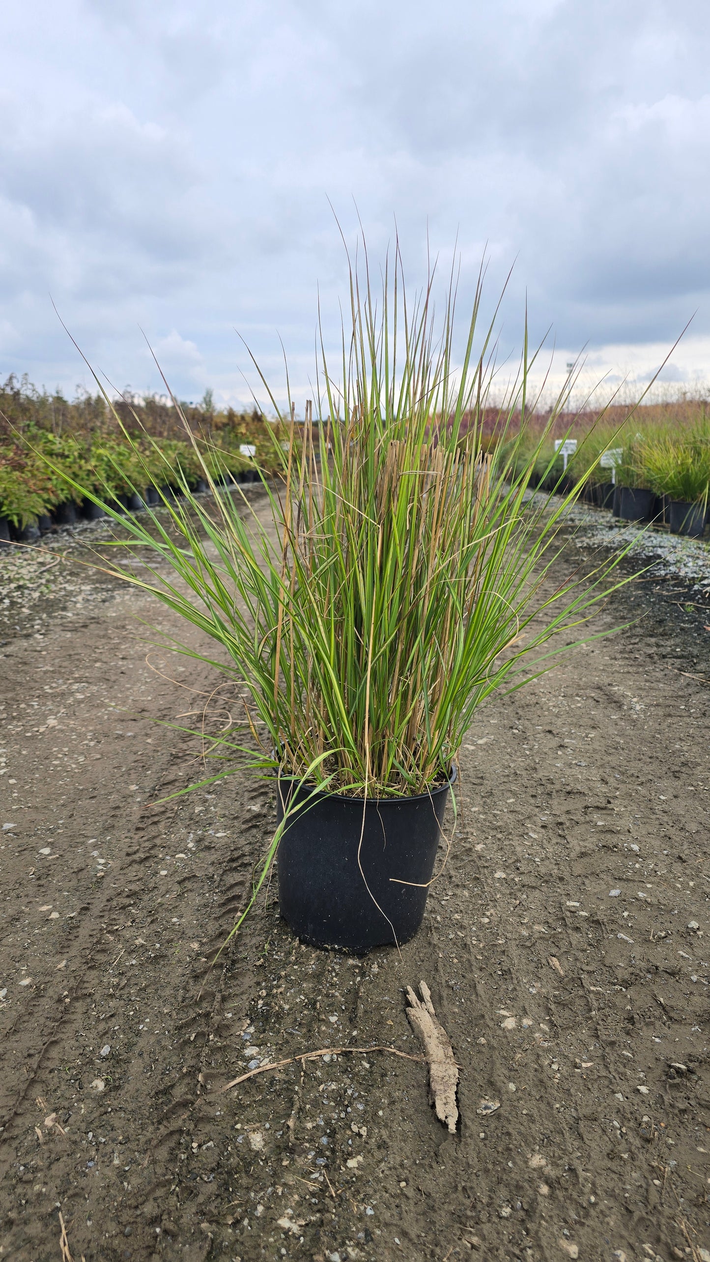 Grass - Calamagrostis acutiflora 'Avalanche'