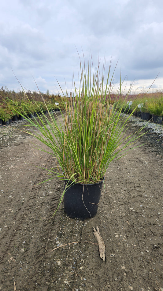 Grass - Calamagrostis acutiflora 'Avalanche'