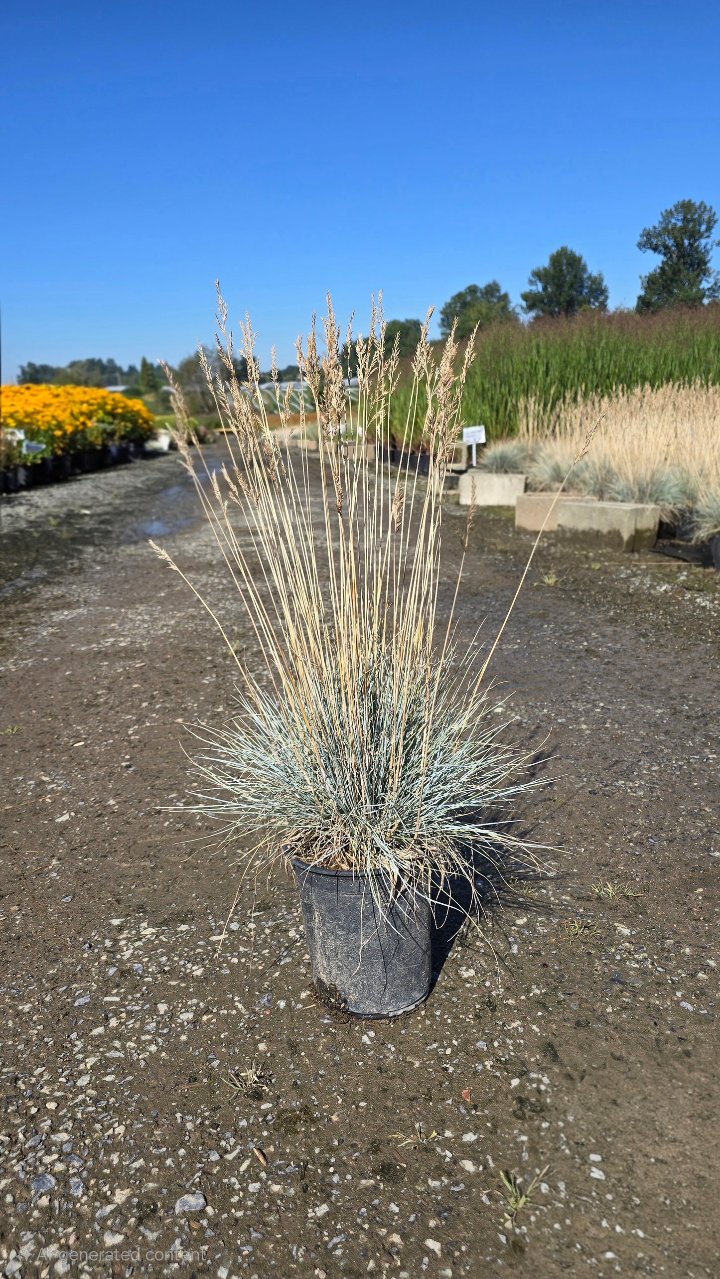 Grass - Festuca glauca Beyond Blue™ ('Casca11')
