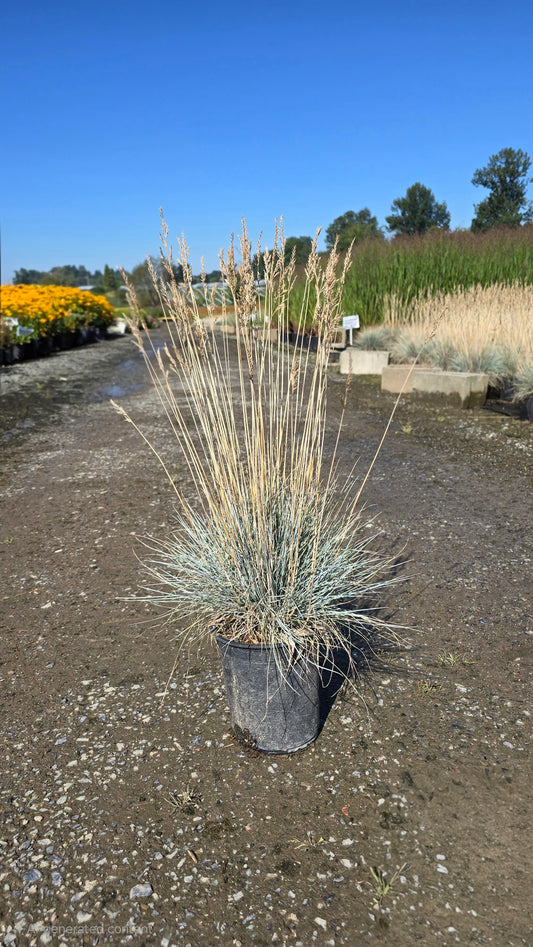 Grass - Festuca glauca Beyond Blue™ ('Casca11')