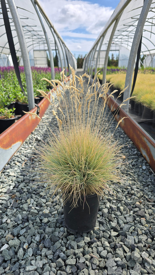 Grass - Festuca glauca Beyond Gold™ ('Amigold')