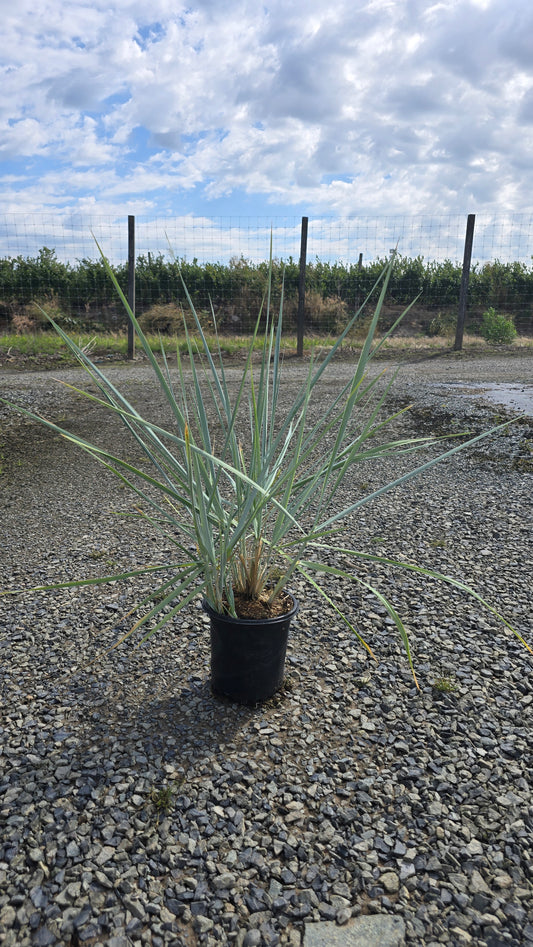 Grass - Leymus arenarius 'Blue Dune'
