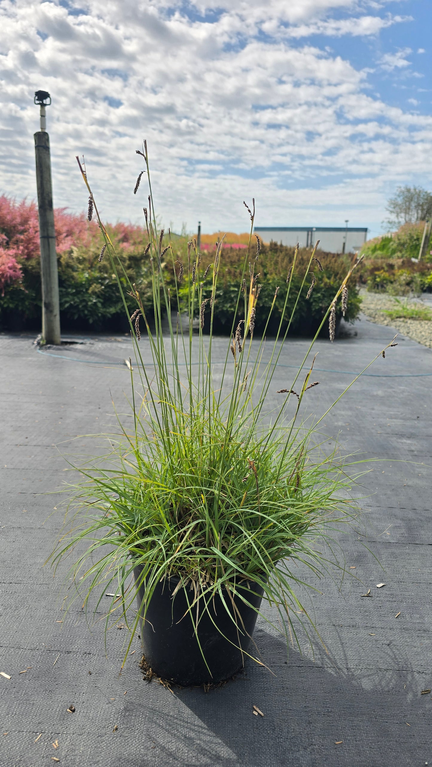 Grass - Carex glauca 'Blue Zinger'