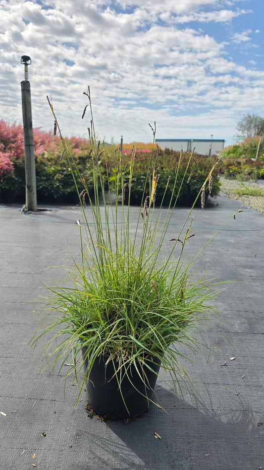 Grass - Carex glauca 'Blue Zinger'