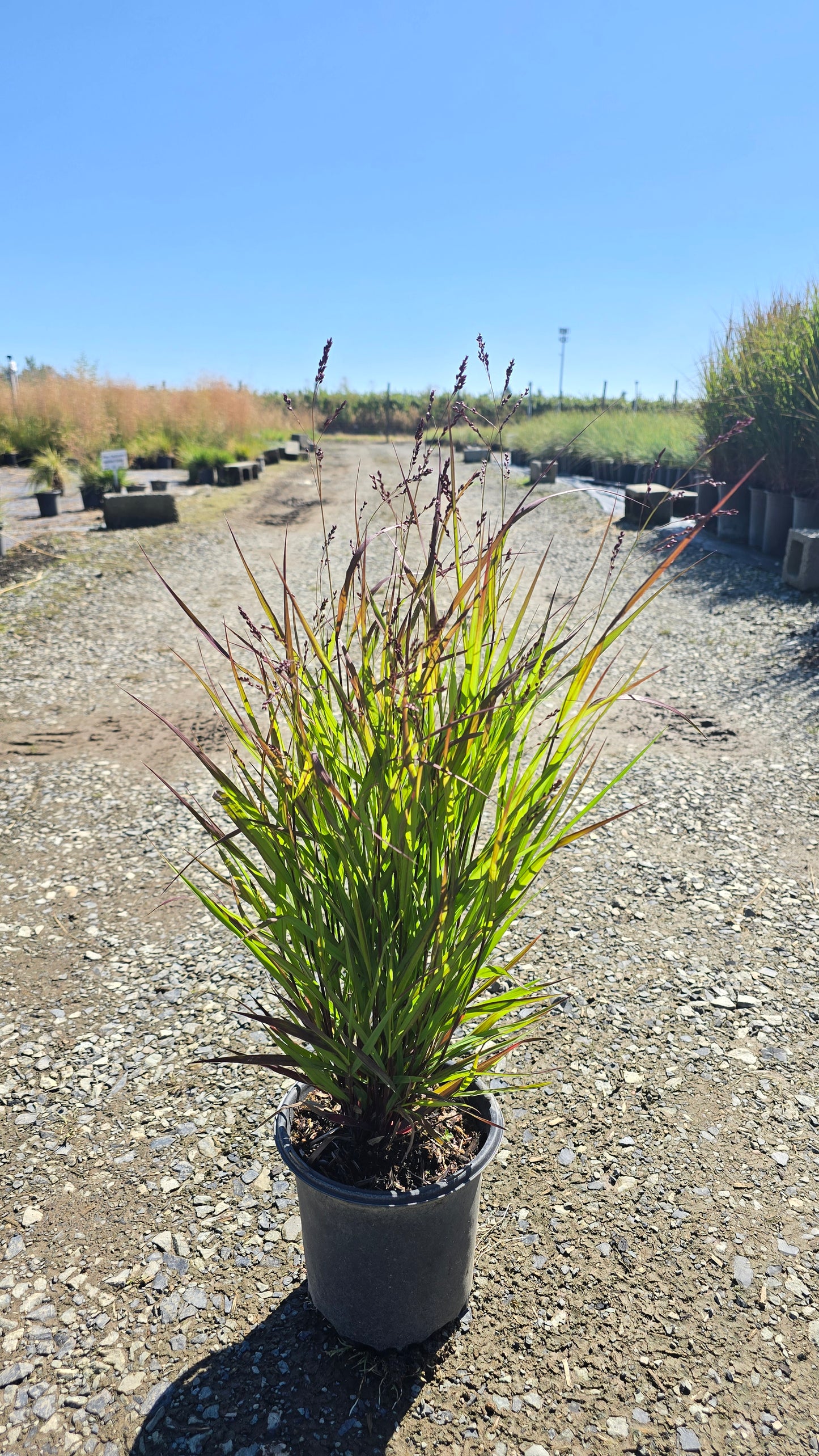 Grass - Panicum virgatum 'Brandywine'