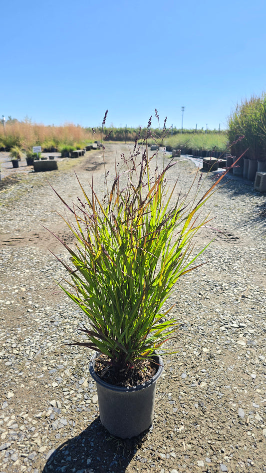 Grass - Panicum virgatum 'Brandywine'