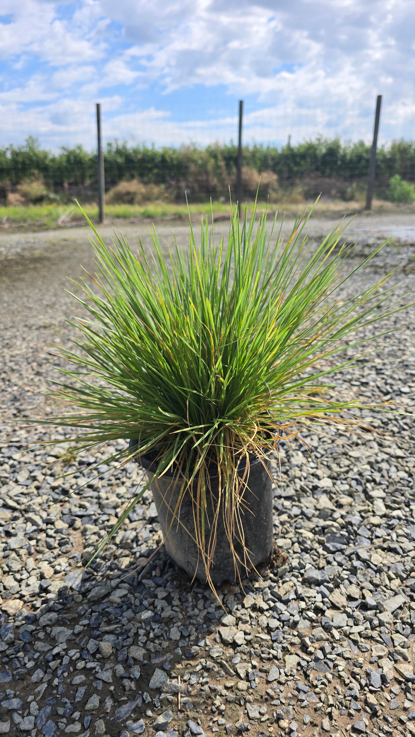 Grass - Deschampsia caespitosa