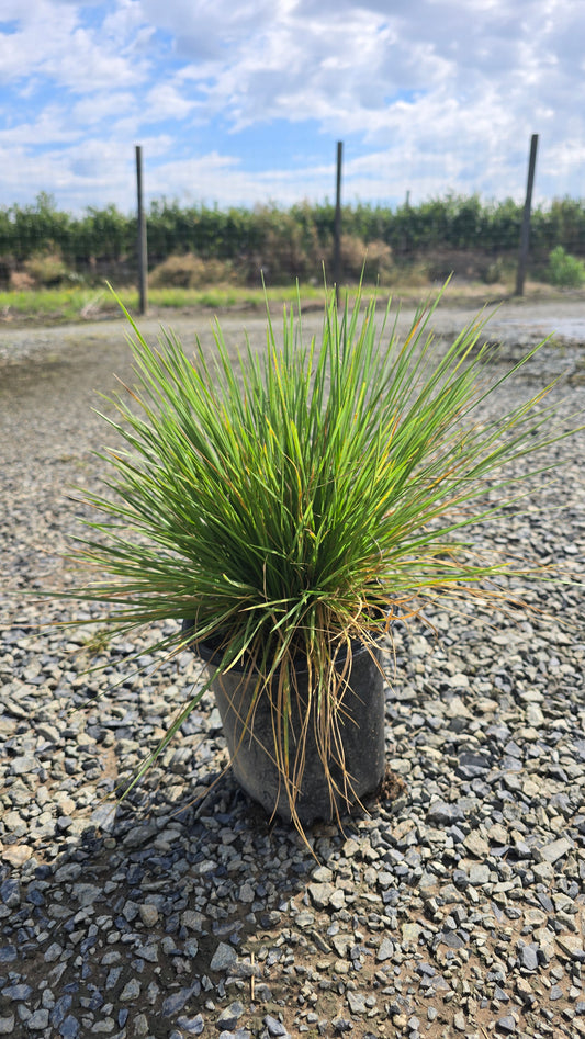 Grass - Deschampsia caespitosa