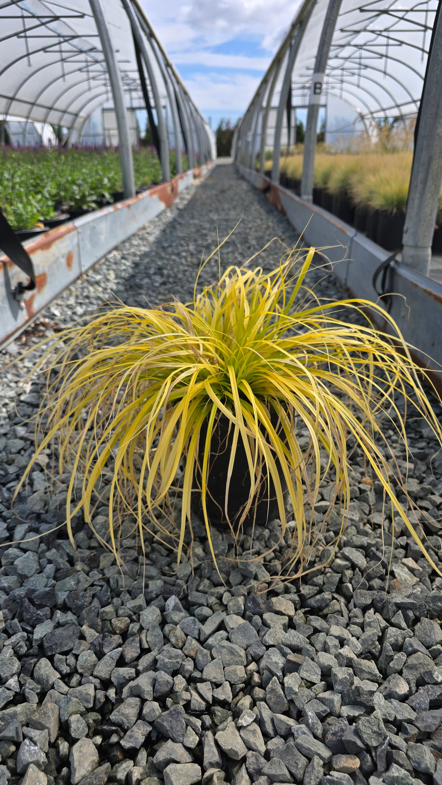 Grass - Carex oshimensis Evercolor® 'Everillo' - Japanese Sedge