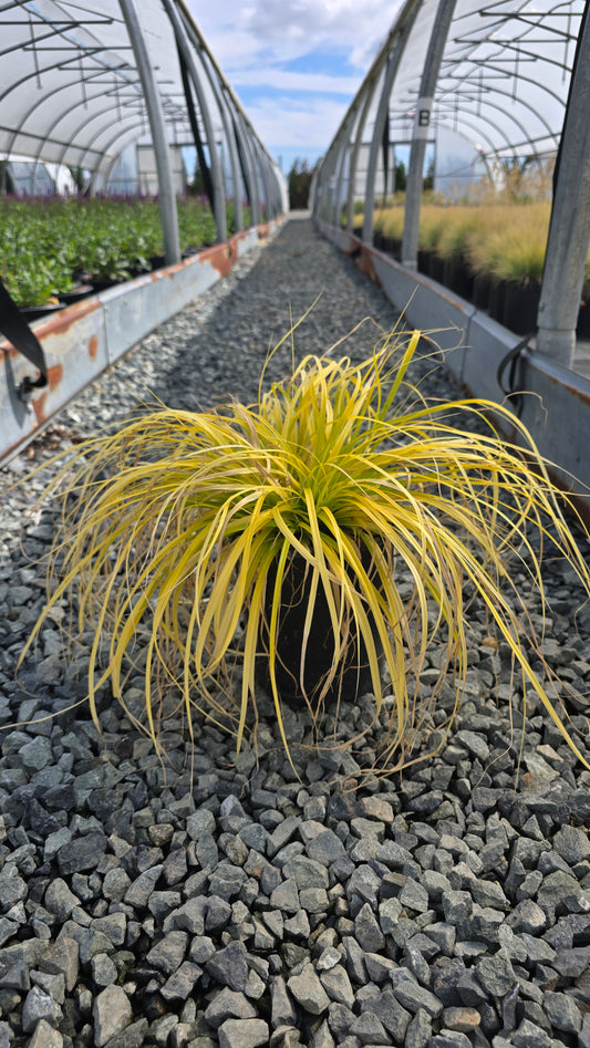 Grass - Carex oshimensis Evercolor® 'Everillo' - Japanese Sedge