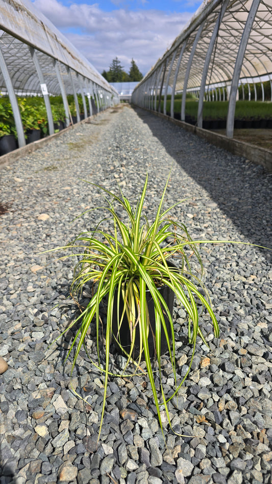 Grass - Carex oshimensis Evercolor® 'Everoro'
