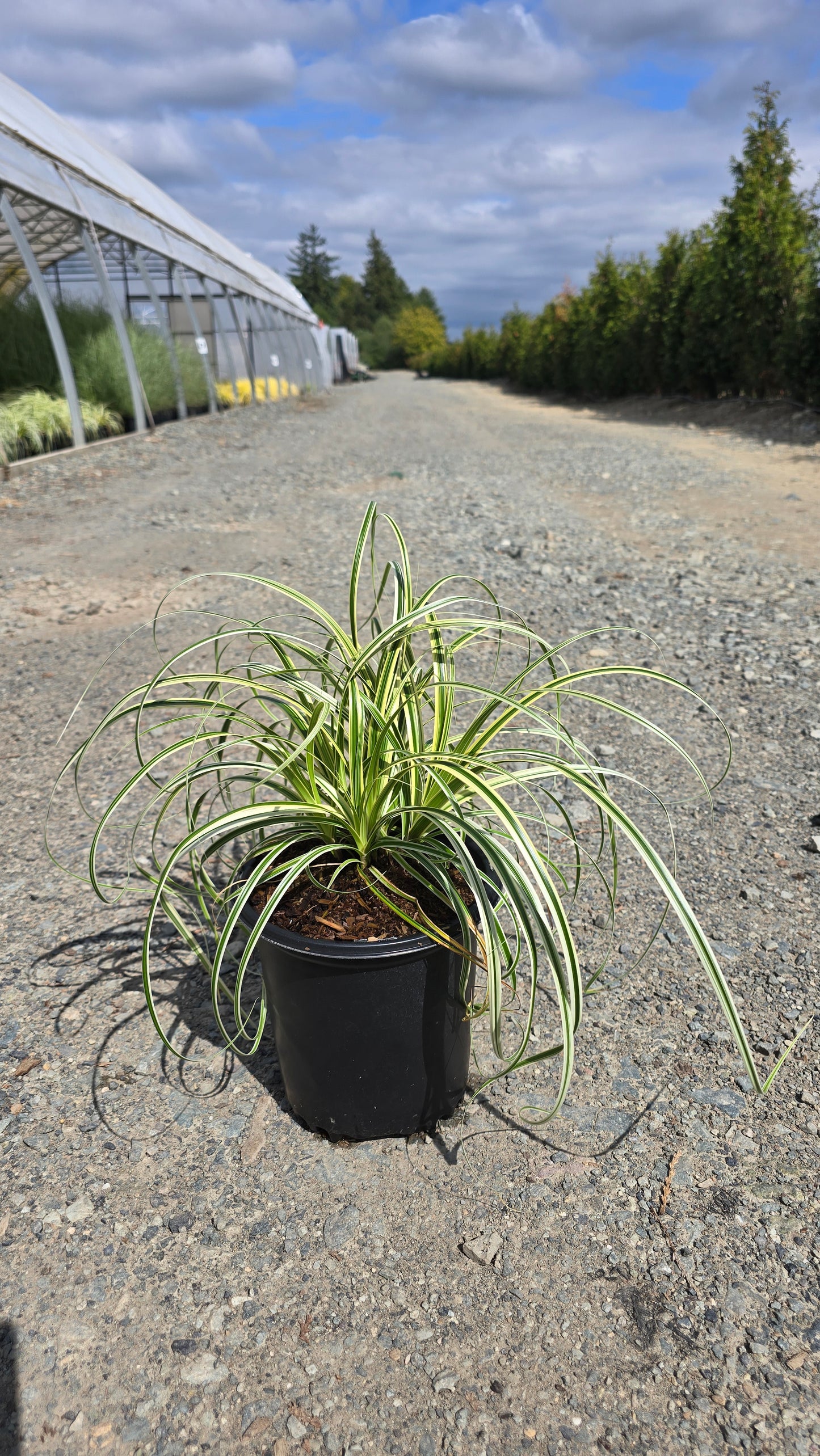 Grass - Carex oshimensis Feather Falls®