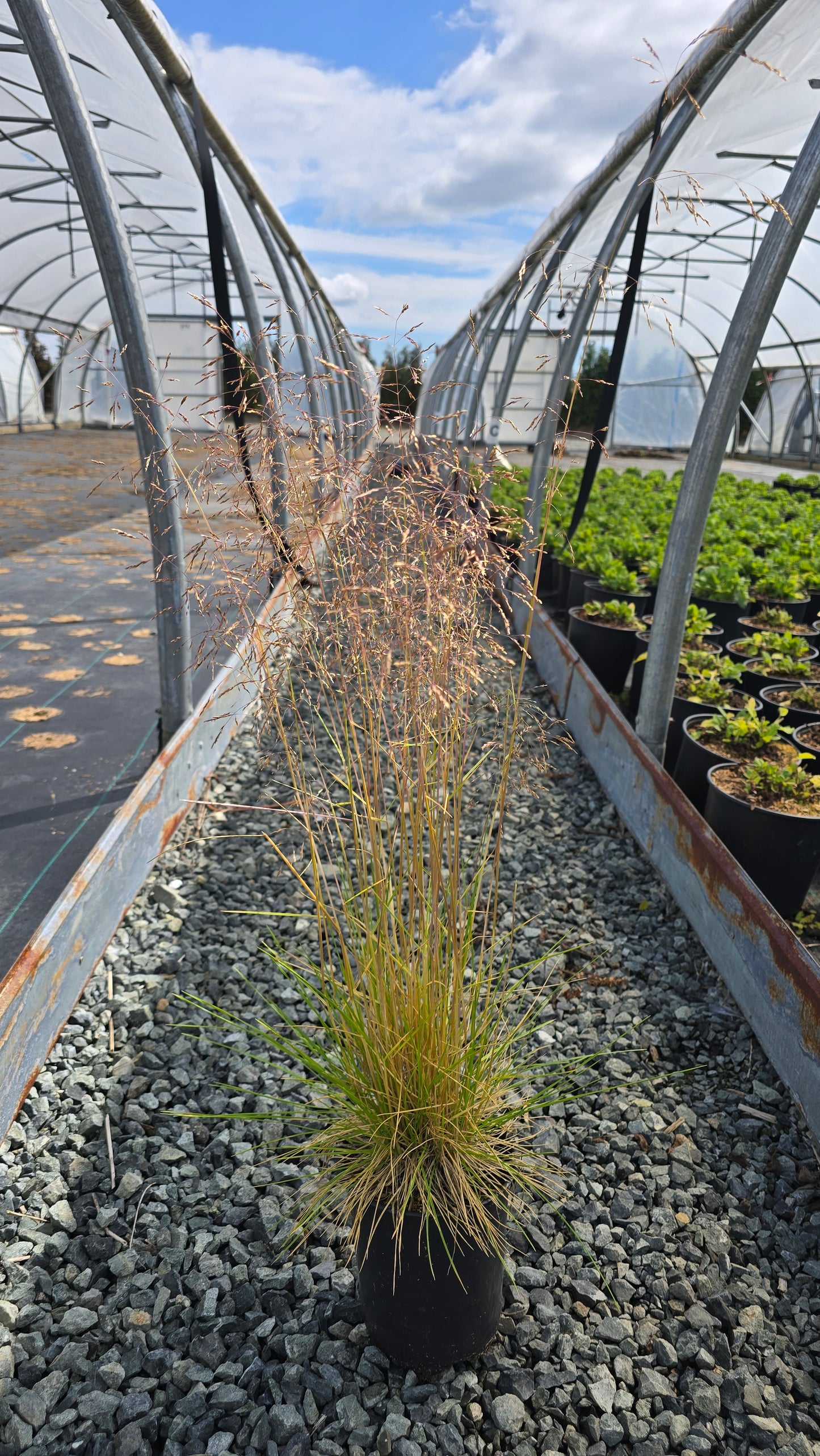 Grass - Deschampsia caespitosa 'Goldtau'