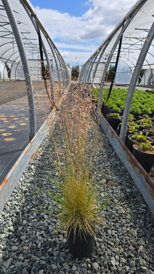 Grass - Deschampsia caespitosa 'Goldtau'