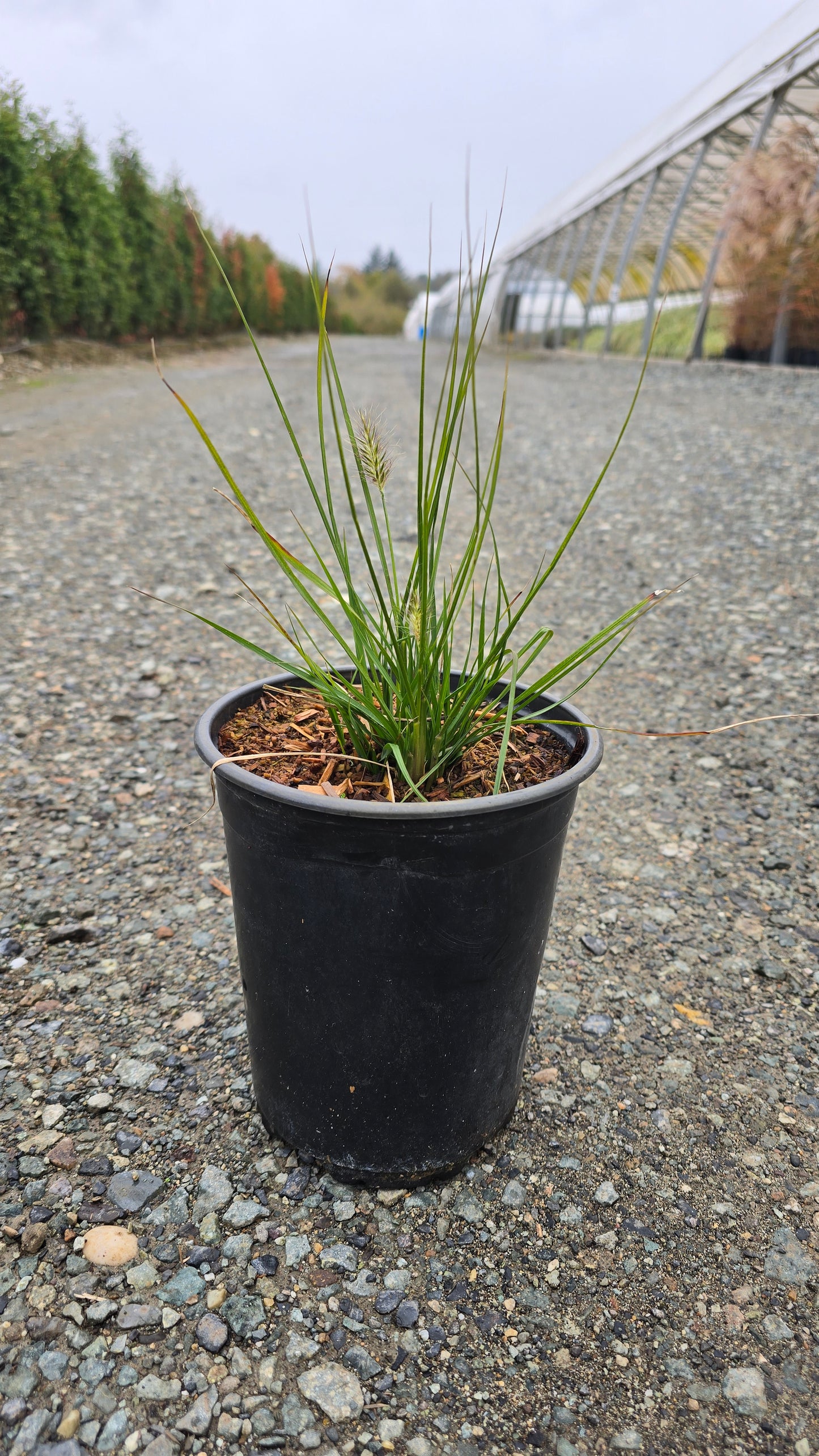 Grass - Pennisetum alopecuroides 'Hameln'