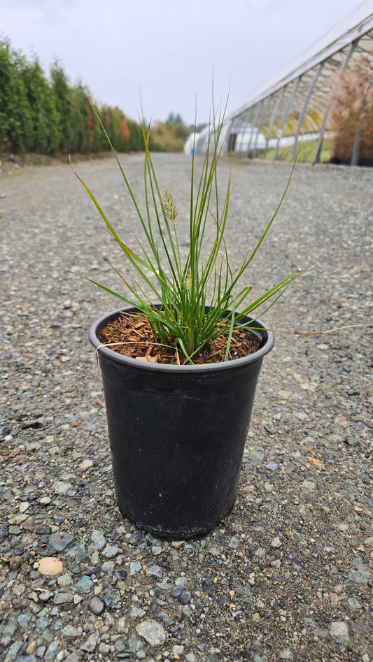 Grass - Pennisetum alopecuroides 'Hameln'