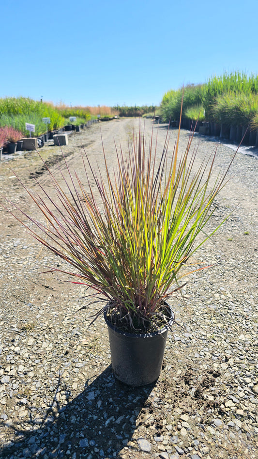 Grass - Andropogon gerardii 'Holy Smoke' (Big Bluestem)